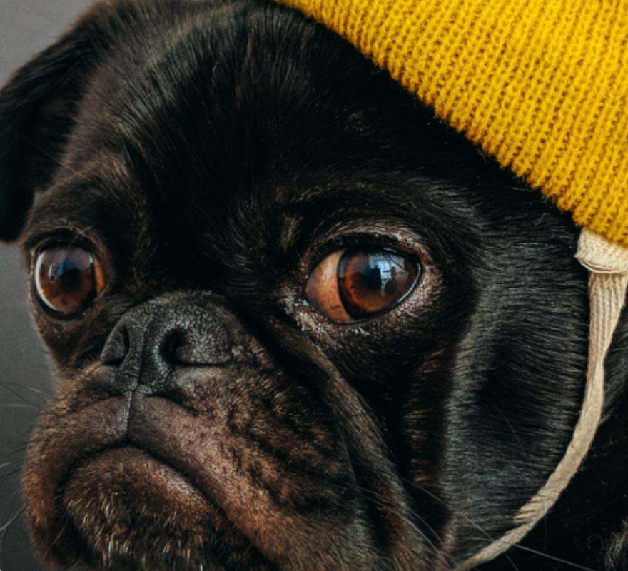 Pug Dog yellow Hat