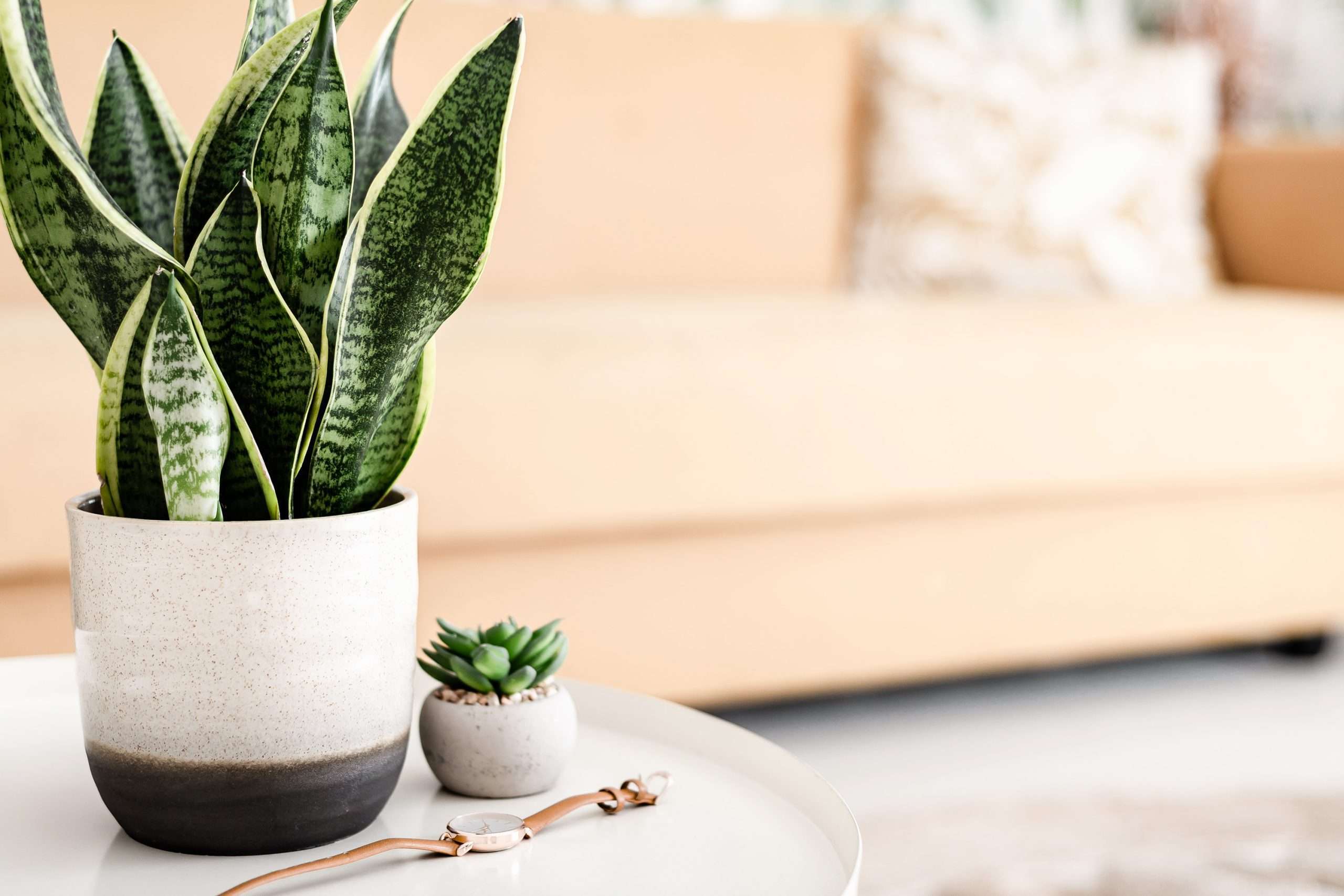 Table decoration ideas with Snake Plant
