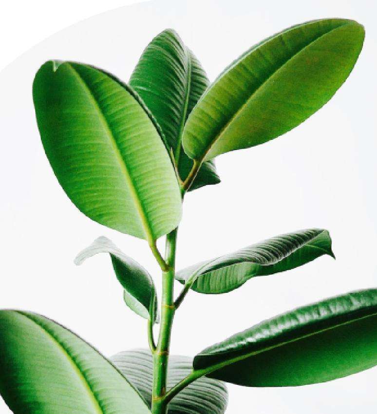 Tree Leaf