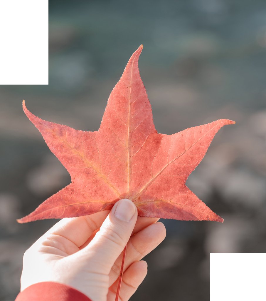 Star-shaped Leaf Image