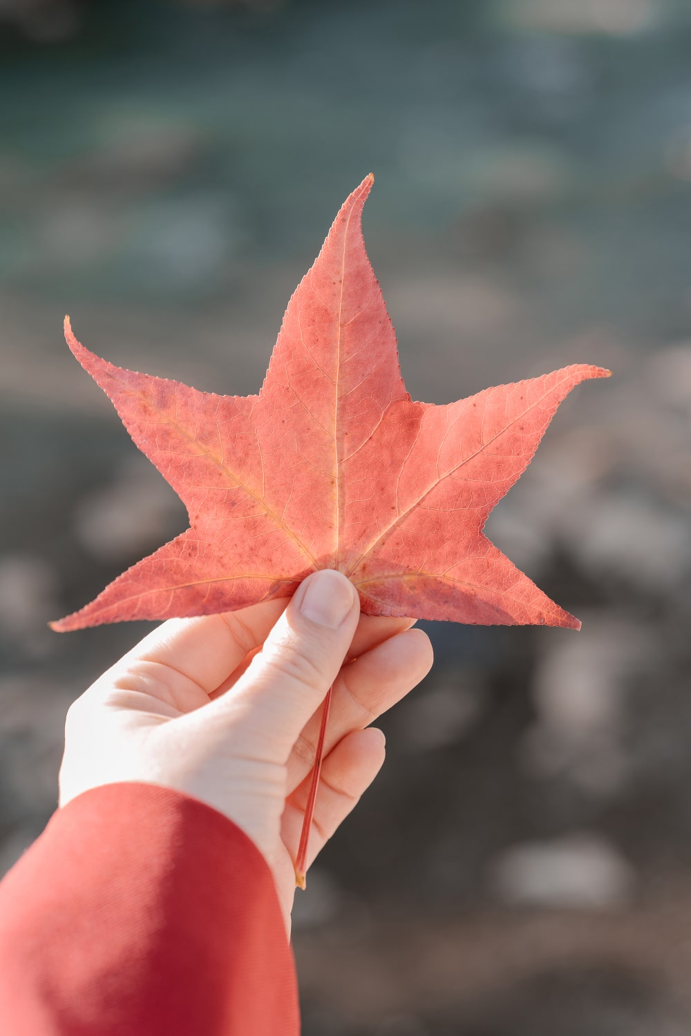 Maple Leaf